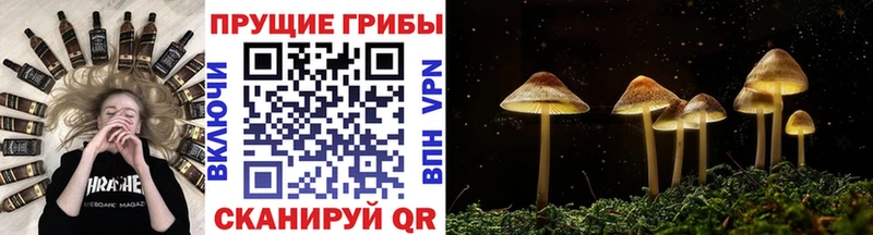 Купить закладки  Краснокамск  Псилоцибиновые грибы Cubensis 